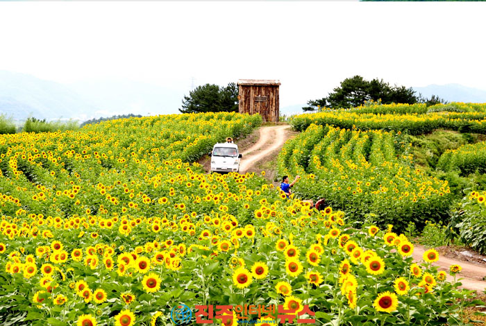함안 강주 해바라기 마을