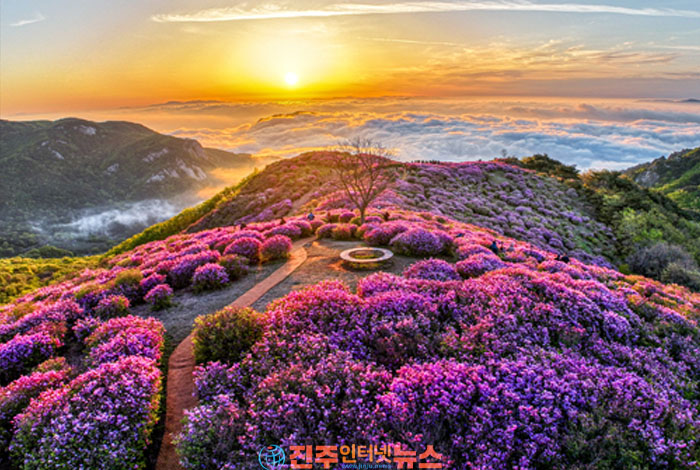 합천군, ‘제30회 황매산 철쭉제’ 5월 1일 개막!