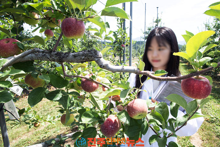 사과는 북상하는데 품종만 개발? 기후위기 외면한 경남의 사과 정책, 근본 대책이 보이지 않는다