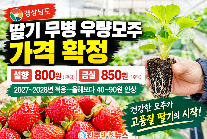 경상남도가 2027년부터 2028년까지 적용할 딸기 무병 우량모주 공급가격을 설향 800원, 금실 850원으로 확정​했다.