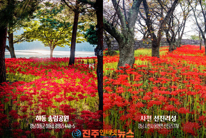경남 가을 꽃구경 명소｜하동 송림공원부터 김해 활천동까지 꽃무릇 명소 총정리
