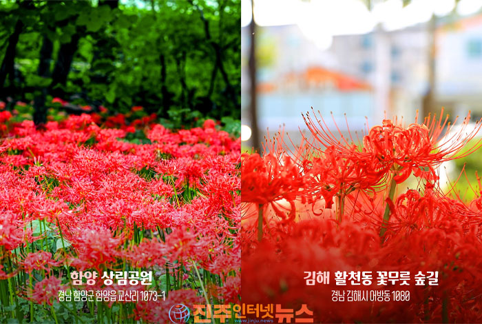 꽃무릇 개화시기 맞춰 떠나는 경남 가을여행…추천 명소 4곳