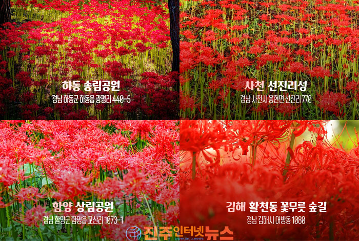 9월 가을여행 추천｜붉은 꽃물결 펼쳐지는 경남 꽃무릇 명소 4곳