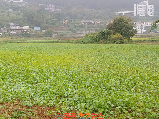 남해군 삼동면 물건마을 메밀밭 본격 개화