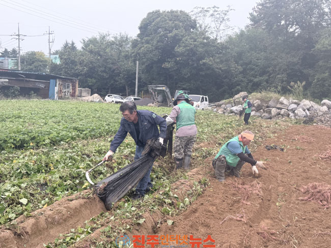 새마을운동하동군지회 사랑의 고구마 수확