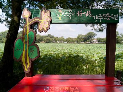 진주 강주연못 연꽃 절정…‘2026 강주연꽃문화축제’ 7월 25~26일 개최