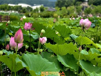함양 상림공원 연꽃 절정…천년 숲과 어우러진 경남 대표 여름 힐링 명소