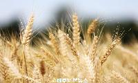 경남 우리 밀 산업 육성 본격화…생산 확대보다 중요한 것은 '팔리는 밀'을 만드는 일이다