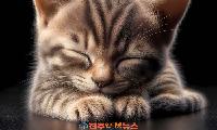 '캣맘 금지법' 국회 상임위 회부…길고양이 무단 급식 제한 논란, 주민 생활권·동물복지 충돌