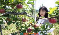 사과는 북상하는데 품종만 개발? 기후위기 외면한 경남의 사과 정책, 근본 대책이 보이지 않는다