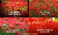 경남 꽃무릇 명소 4곳 총정리｜하동 송림공원·사천 선진리성·함양 상림공원·김해 활천동 꽃무릇숲길